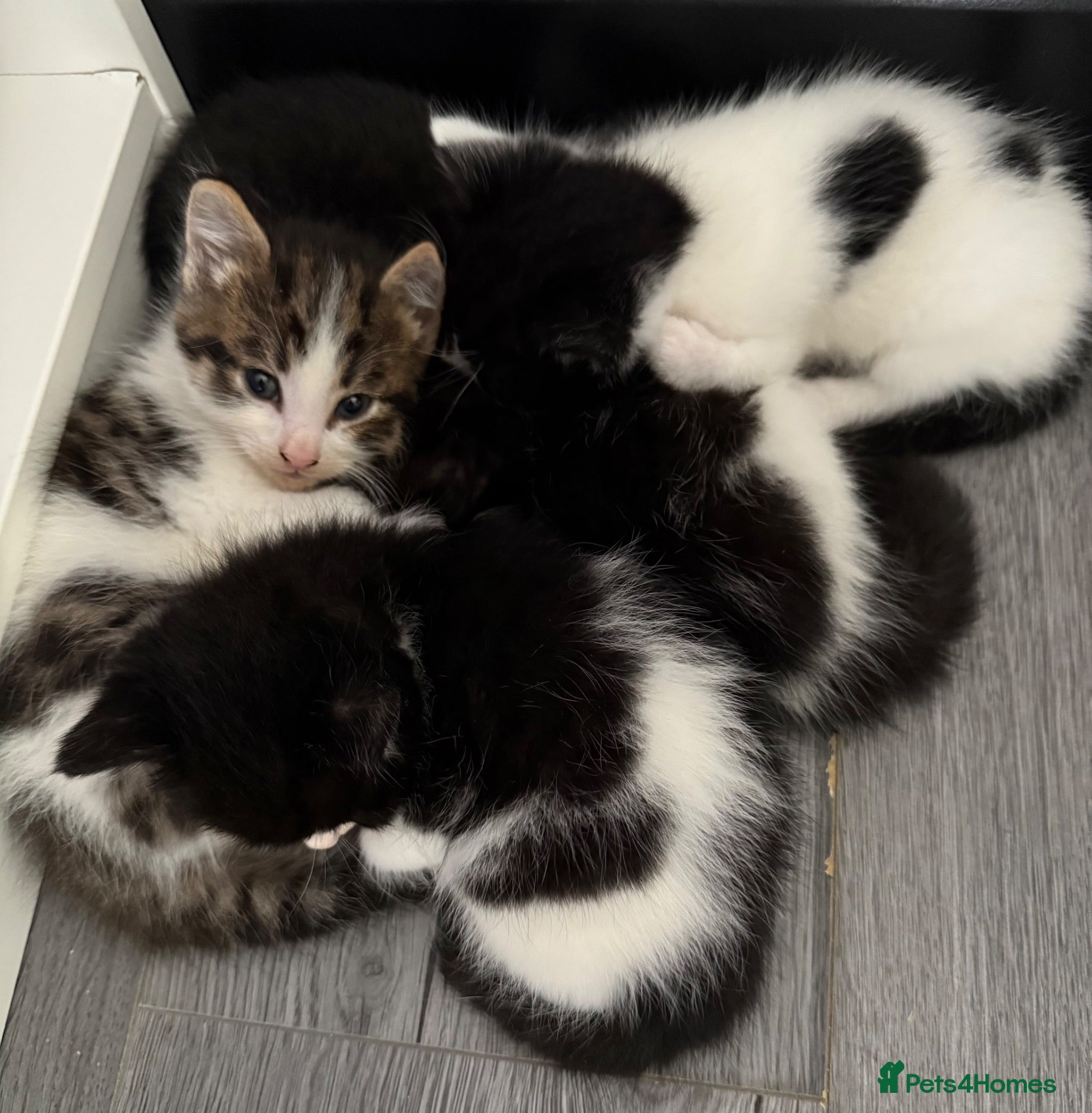 British Shorthair cats Litter of 5 kittens  - Advert 1