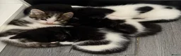 British Shorthair cats for sale: Litter of 5 kittens  - Advert 1