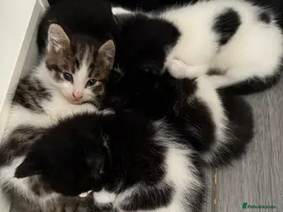 British Shorthair cats Litter of 5 kittens - Advert 1