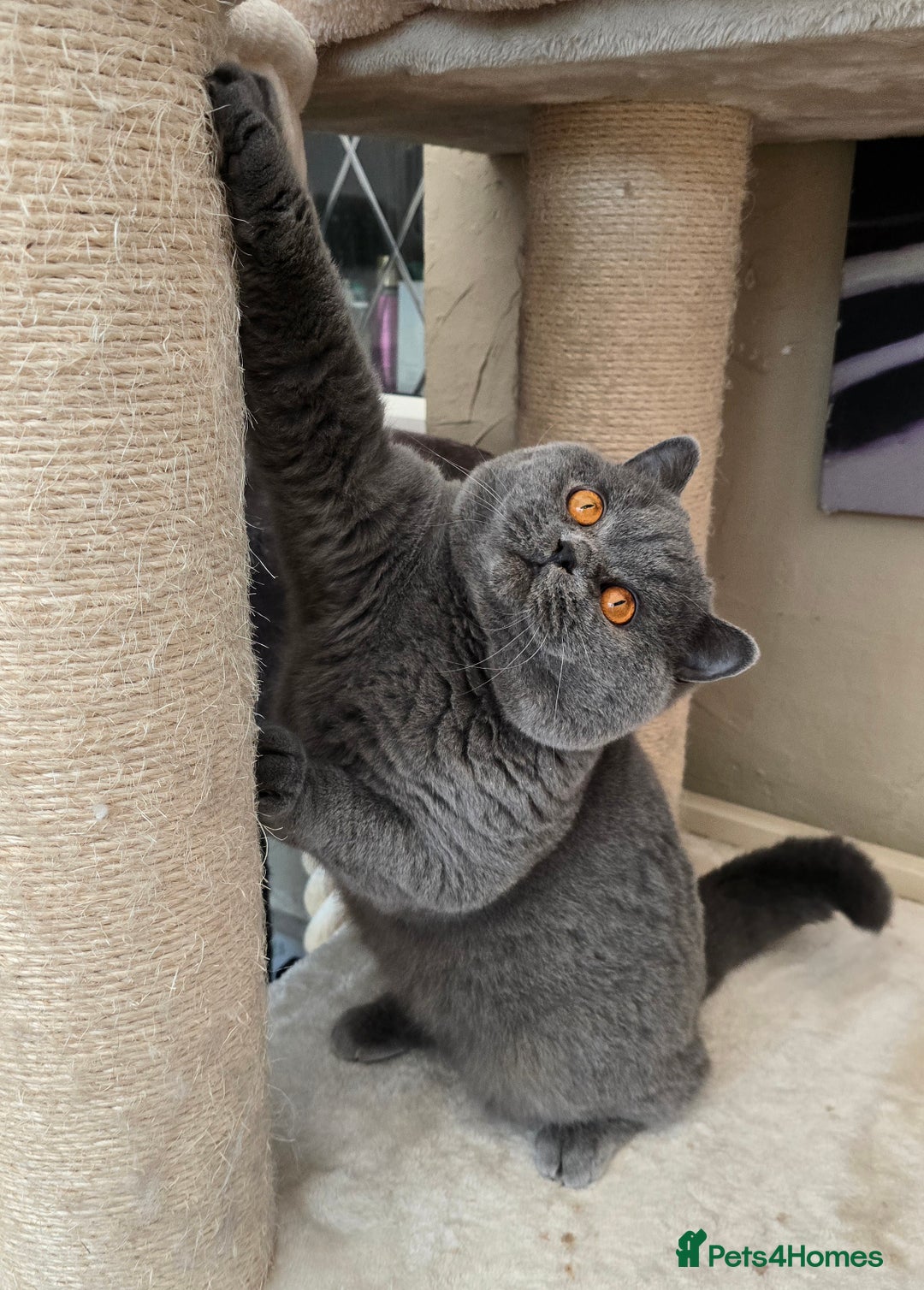 British Shorthair cats for sale: Beautiful British Shorthair girl 🎀 - Advert 7