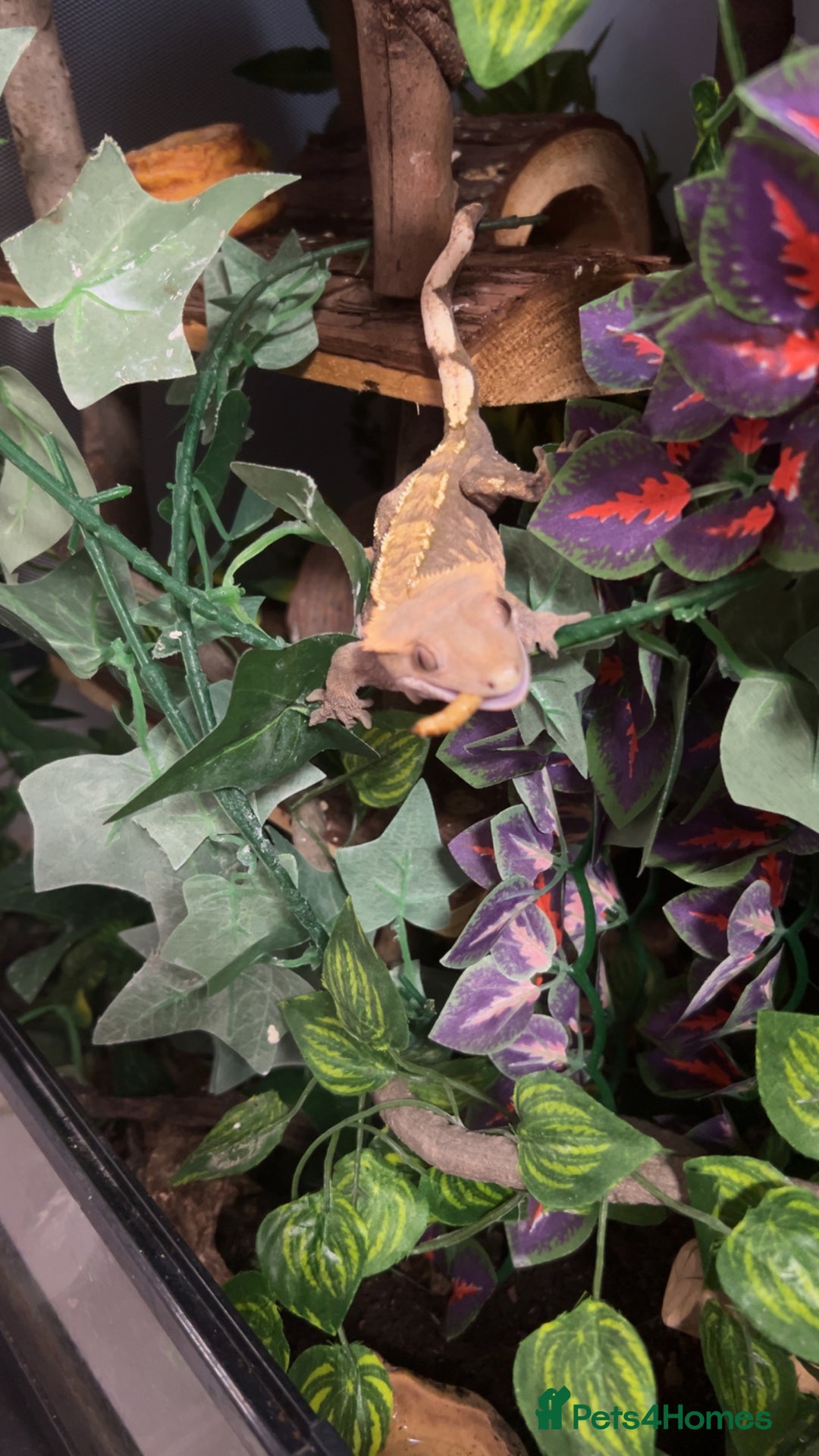 Gecko reptiles for sale: Harlequin Tricolour Crested Gecko + Large Tank - Advert 2