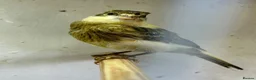Canaries birds for sale: 5 young aviary bred canaries for sale - Advert 7