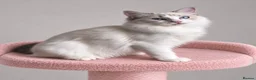 Ragdoll cats for sale: Beautiful TICA Registered Ragdoll Kittens - Advert 34