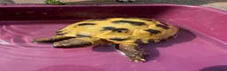 Tortoise reptiles for sale: Horsefield tortoise and setup in Wigan - Advert 1