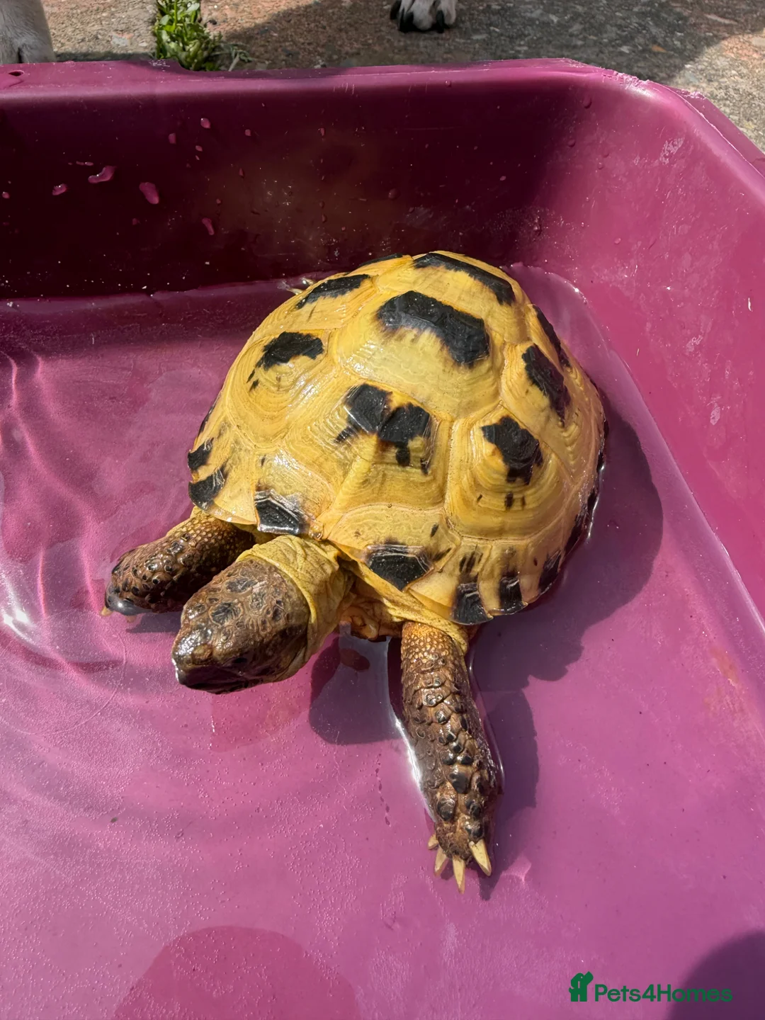 Tortoise reptiles for sale: Horsefield tortoise and setup in Wigan - Advert 1