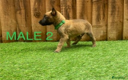 Belgian Shepherd Dog dogs for sale: Beautiful Belgium Malinois pups for sale  - Image 28