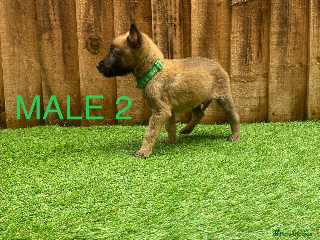 Belgian Shepherd Dog dogs for sale: Beautiful Belgium Malinois pups for sale  - Image 28