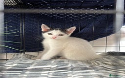 British Shorthair cats for sale: 2 boys 2 girls - Image 5