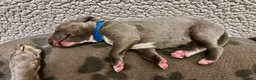 Whippet dogs for sale: KC Reg blue whippet puppies in Ledbury - Advert 18