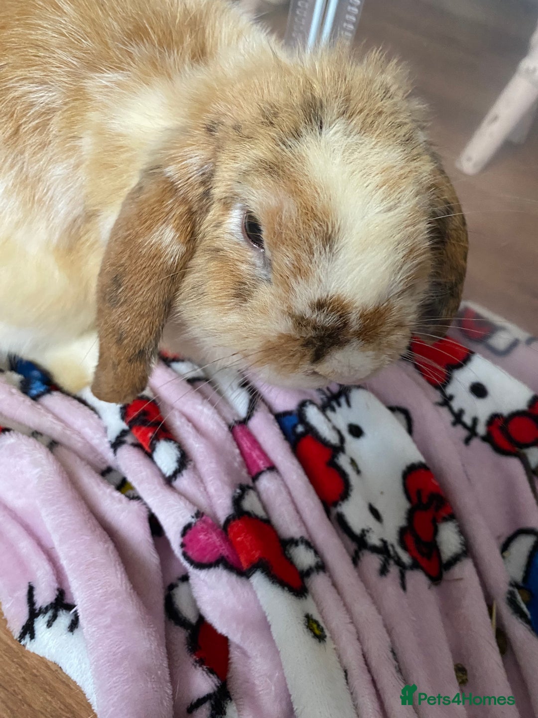 Mini Lop rabbits for sale: 2 Vaccinated Male Rabbits For Sale - Image 3