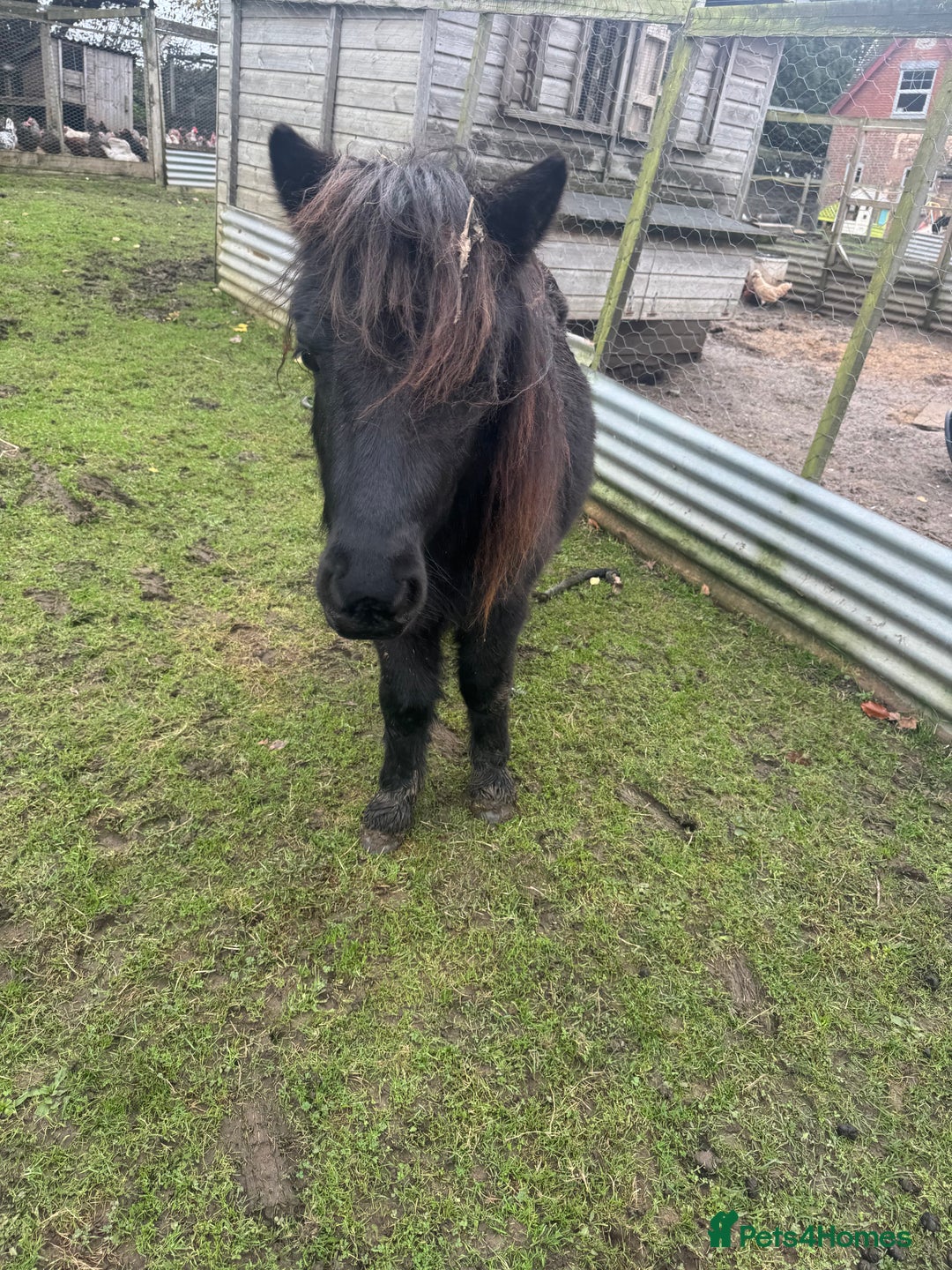 Shetland pony horses for sale: Teddy the Shetland pony gelding - Image 3