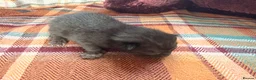 Mixed Breed cats for sale: Beautiful British Shorthaired Cross Kittens - Advert 6
