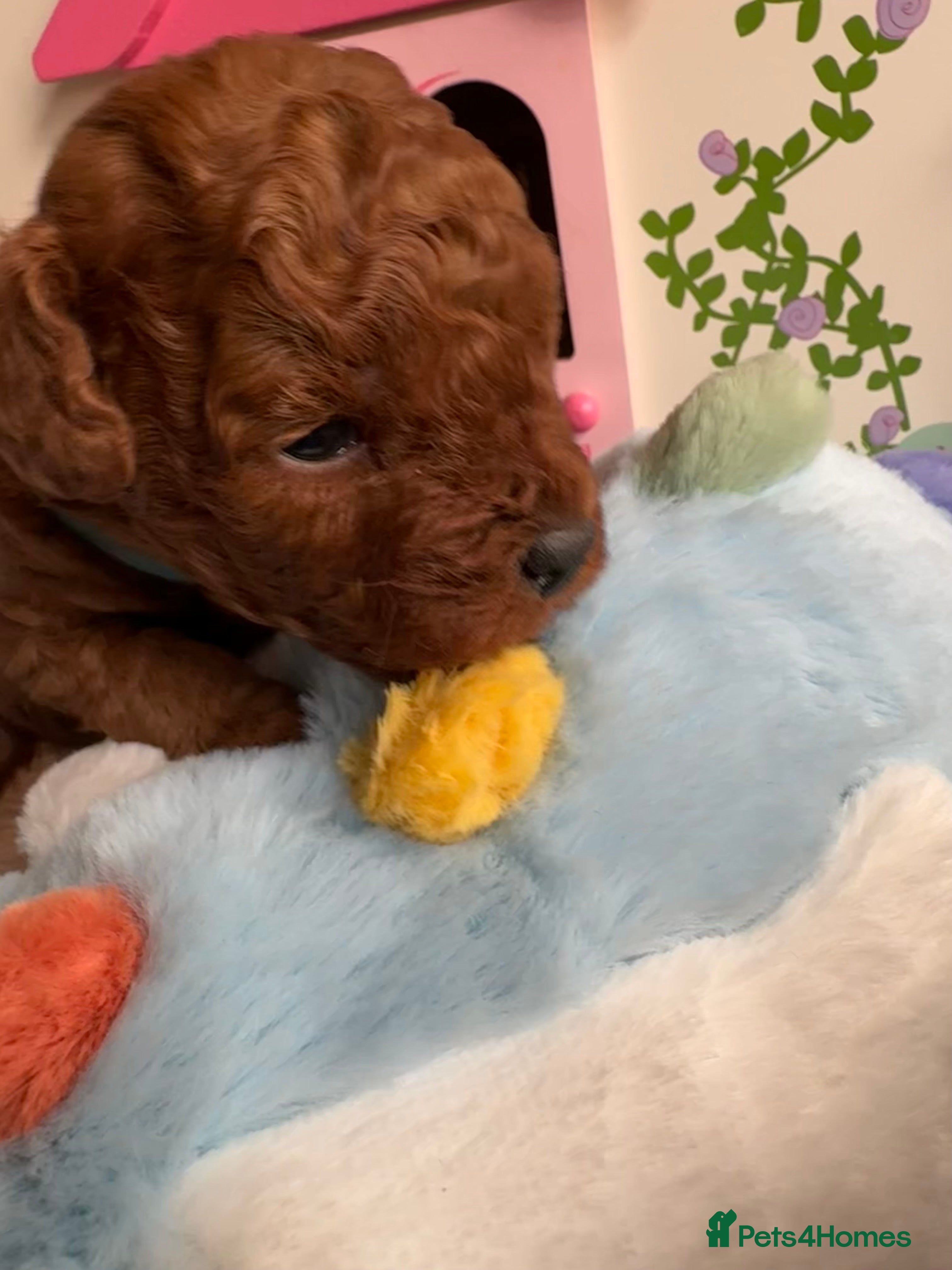 Toy Poodle dogs for sale: Asian Poodle Puppies WAITING LIST OPEN - Advert 37