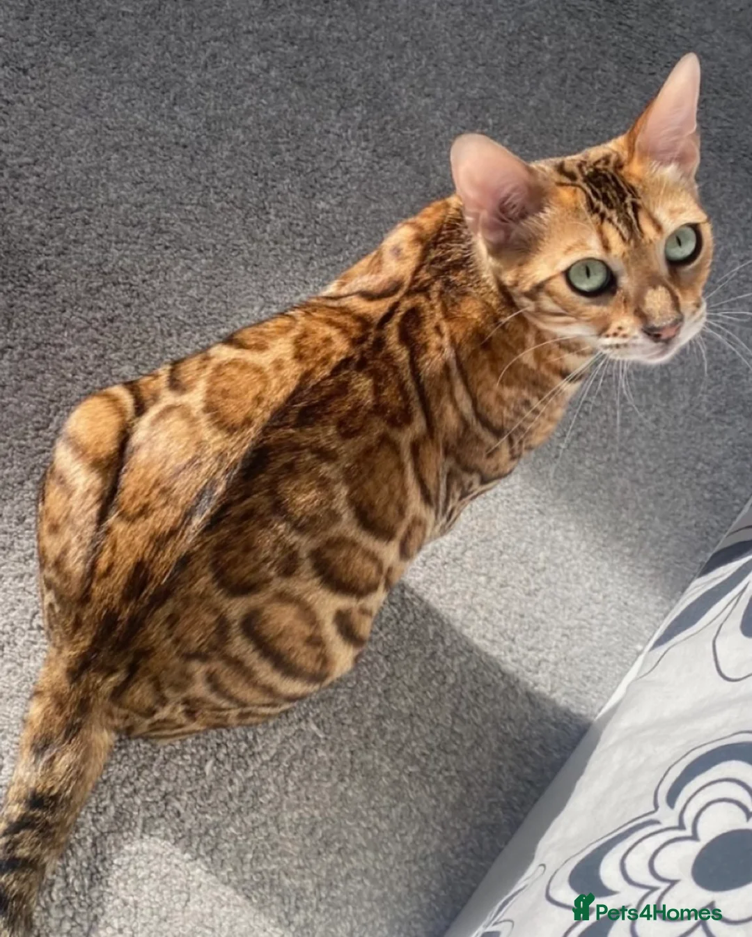 Bengal cats for sale: Beautiful Pedigree Bengal kittens for sale  - Advert 32