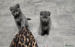 Scottish Fold cats for sale: Scottish fold kittens  - Image 9