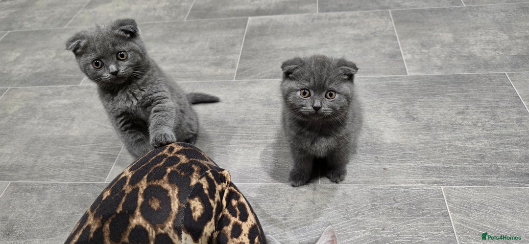 Scottish Fold cats for sale: Scottish fold kittens  - Image 9