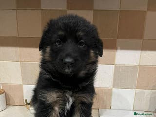 German Shepherd dogs Last two KC Registered BeautifulGerman Shepherd - Advert 18