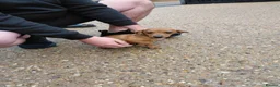 Jackshund dogs for sale: Jackhund pups in Wokingham - Advert 2