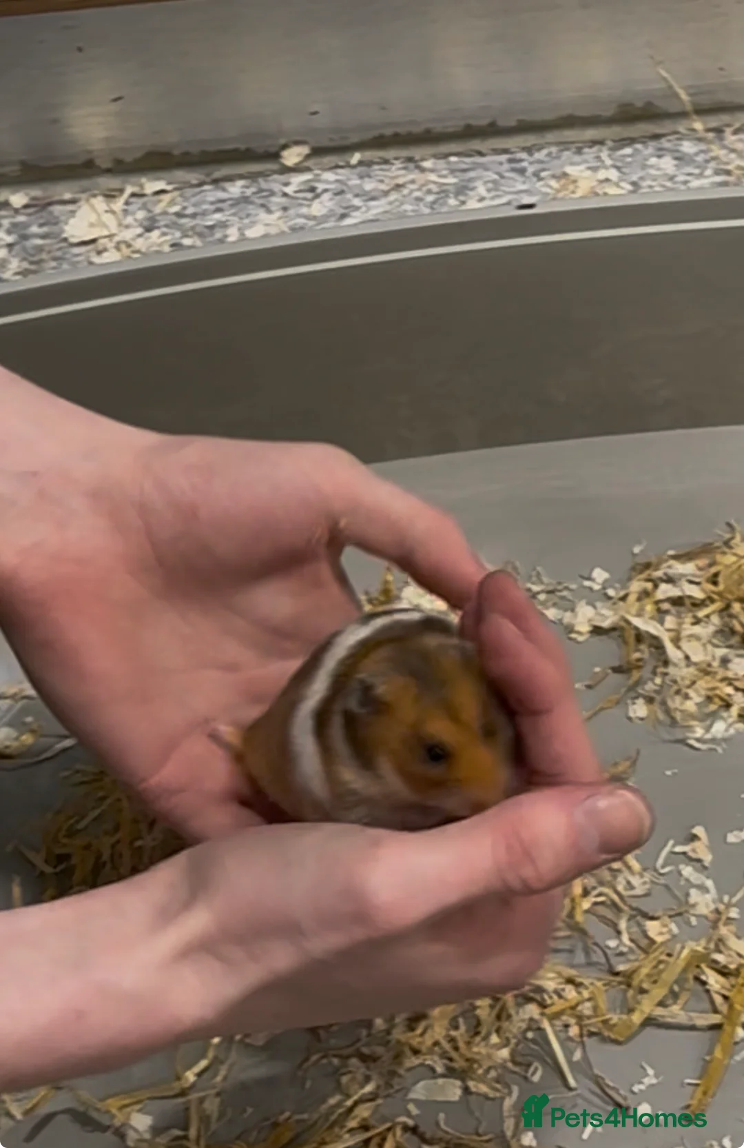 Hamster rodents for sale: Cookie in Nottingham - Advert 2