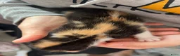 Mixed Breed cats for sale: 3 beautiful kittens  - Advert 35