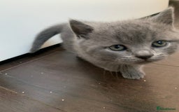 British Shorthair cats for sale: British Shorthair Kittens – Sweet Round Faces 🐻💛 - Image 5