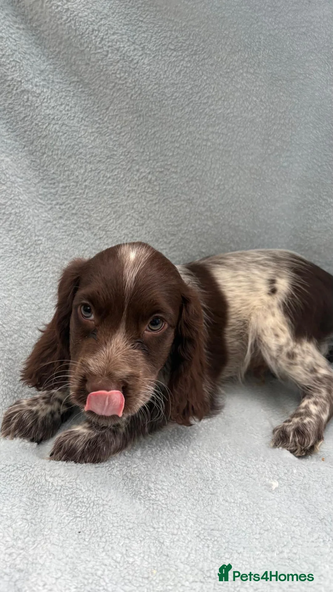 Cocker Spaniel dogs for sale: Cocker spaniel  in Portsmouth - Advert 2