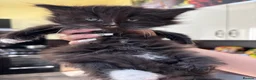 Mixed Breed cats for sale: Sweet little kittens for sale! - Advert 12