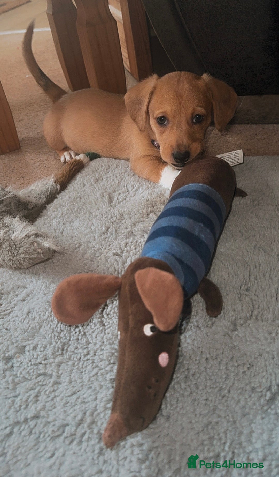 Mixed Breed dogs for sale: 💛Dorgi Puppies🤎 - Advert 20