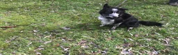 Border Collie dogs for sale: Bouldtree Bramble - Advert 2