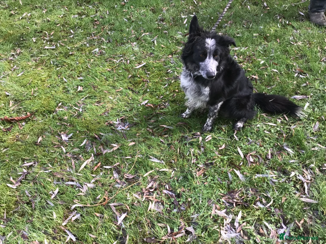 Border Collie dogs for sale: Bouldtree Bramble - Advert 2
