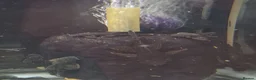 Plecos fish for sale: Bristlenose pleco common/albino available  in Southall - Advert 5