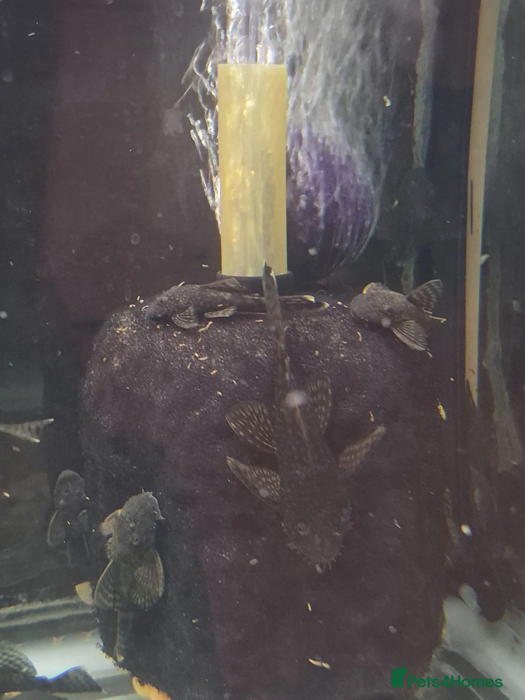 Plecos fish for sale: Bristlenose pleco common/albino available  - Advert 11
