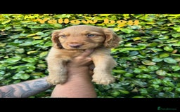 Cocker Spaniel dogs for sale: READY TO GO.. beautiful cocker spaniel puppies - Image 16