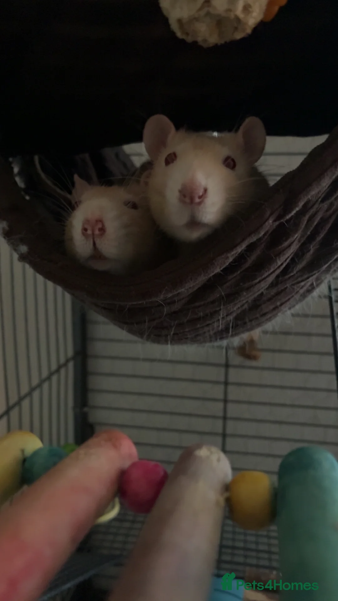 Rat rodents for sale:  albino male rats (twins)  - Advert 4