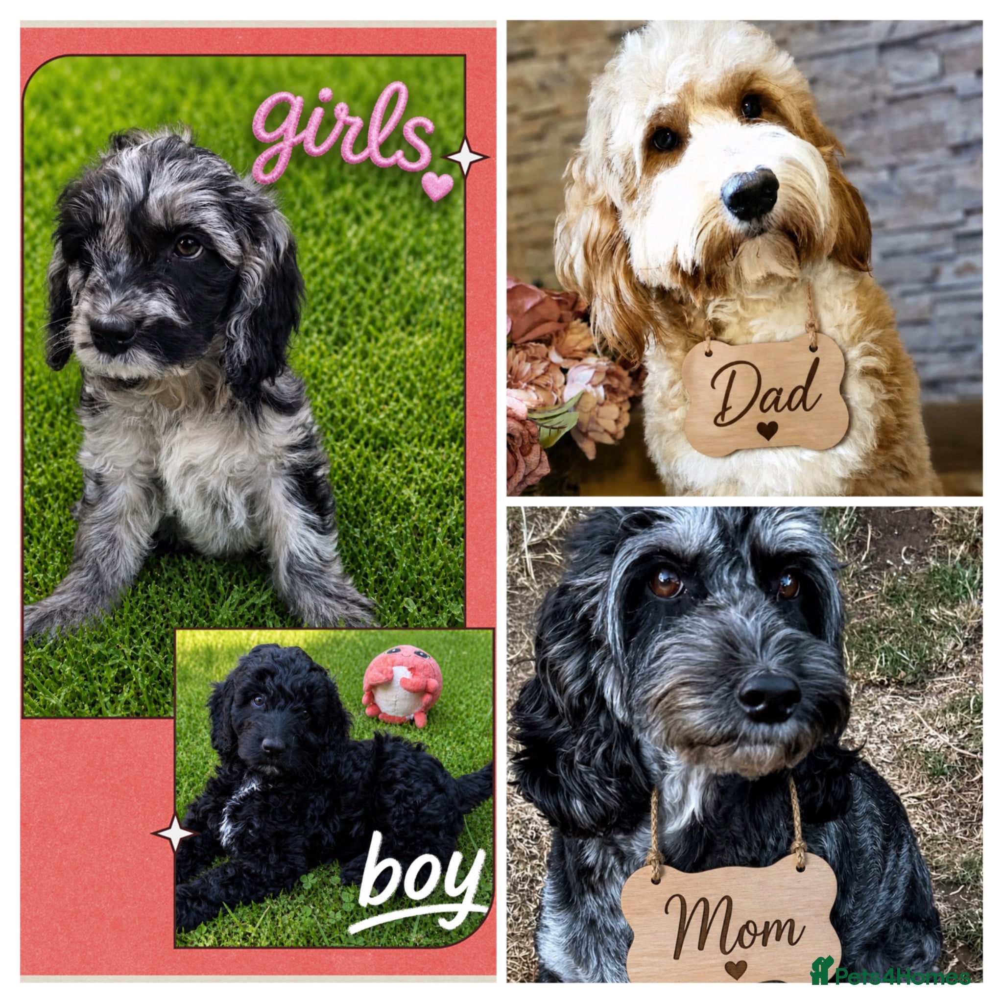 Australian Labradoodle dogs beautiful girl and boy ready for home - Advert 2