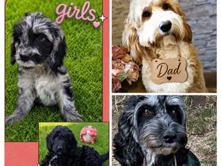 Australian Labradoodle dogs beautiful girl and boy ready for home - Advert 2