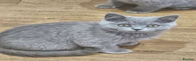 British Shorthair 3