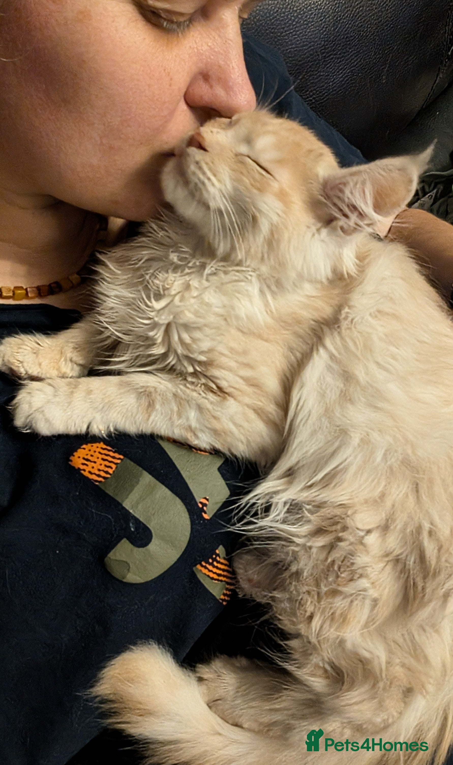 Maine Coon cats Pedigree, Tica registered kittens - Advert 1