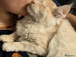 Maine Coon cats Pedigree, Tica registered kittens - Advert 1