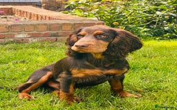 Cocker Spaniel dogs for stud: 🐾 Proven Stud - Healthy Working Cocker Spaniel 🐾 - Image 15