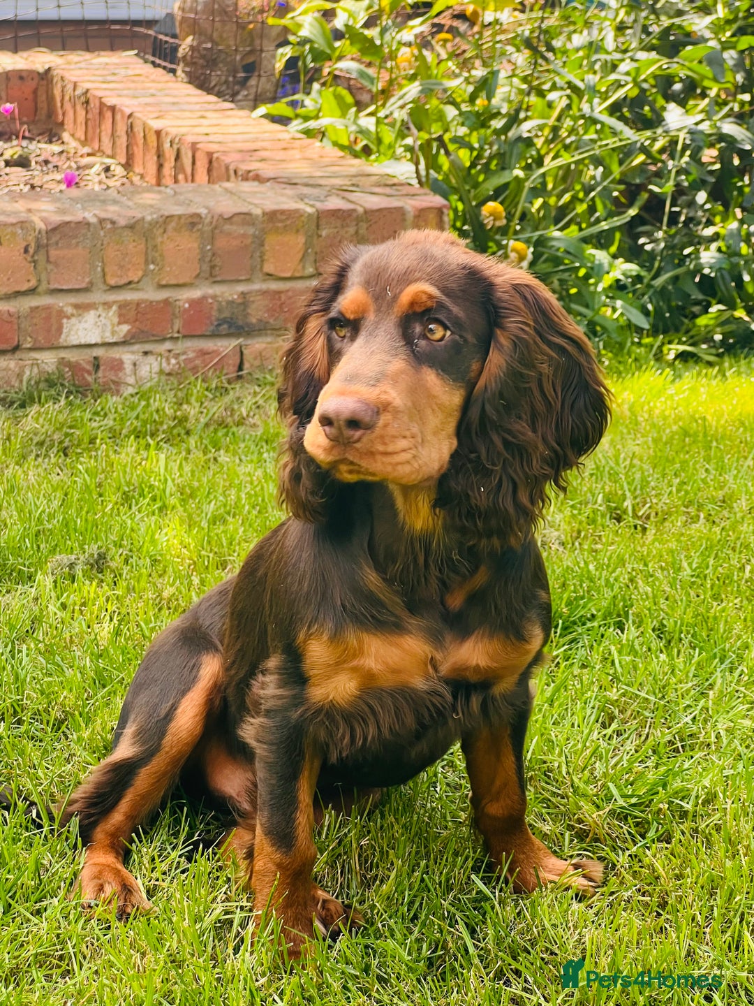 Cocker Spaniel dogs for stud: 🐾 Proven Stud - Healthy Working Cocker Spaniel 🐾 - Image 15
