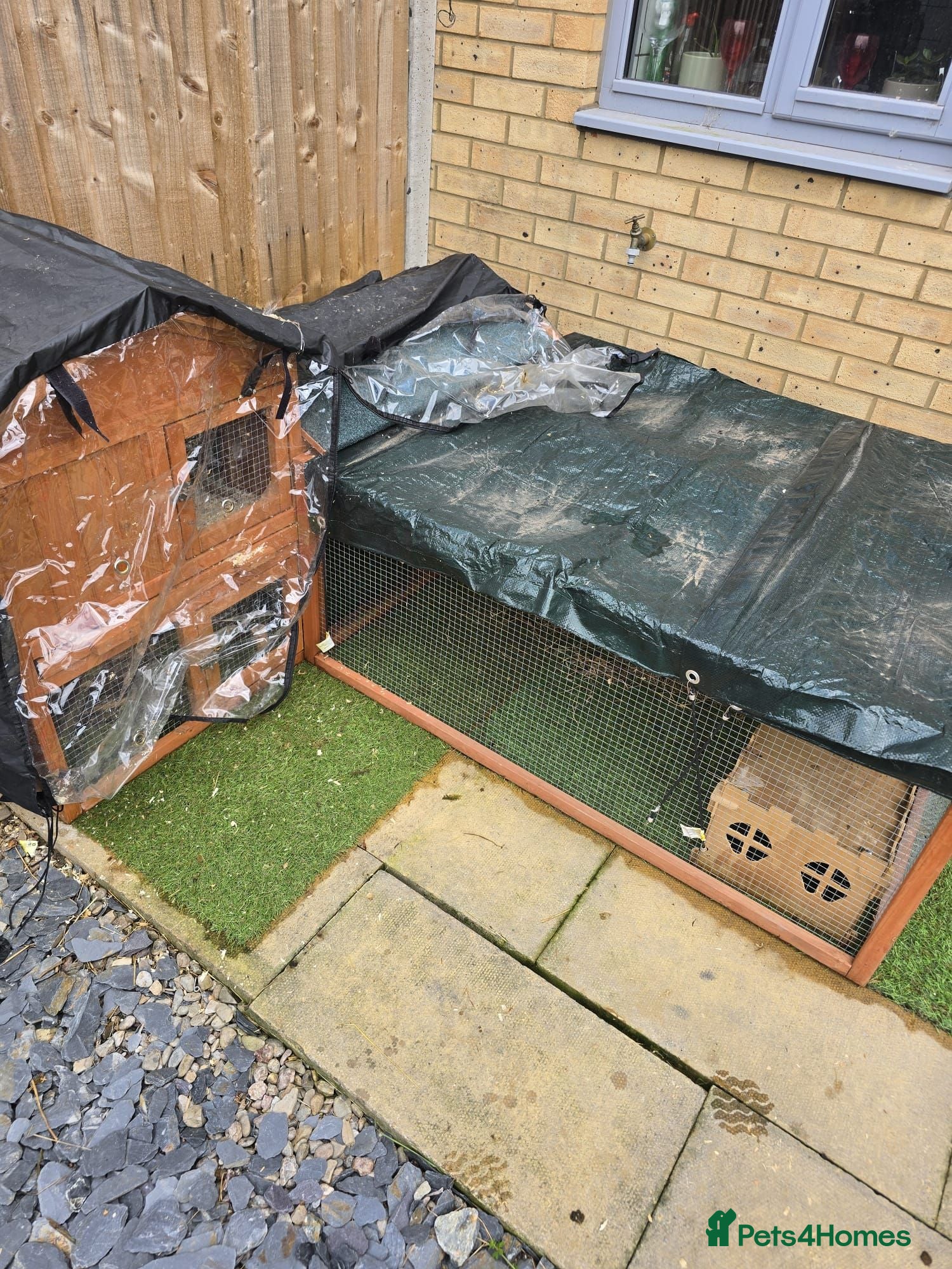 Guinea Pig rodents Guinea pigs and cages  - Advert 1