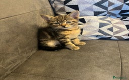 Mixed Breed cats for sale: 7 Beautiful tabby x British Short Hair ready - Image 6