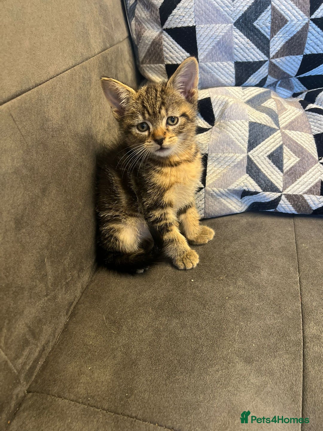 Mixed Breed cats for sale: 7 Beautiful tabby x British Short Hair ready - Image 6