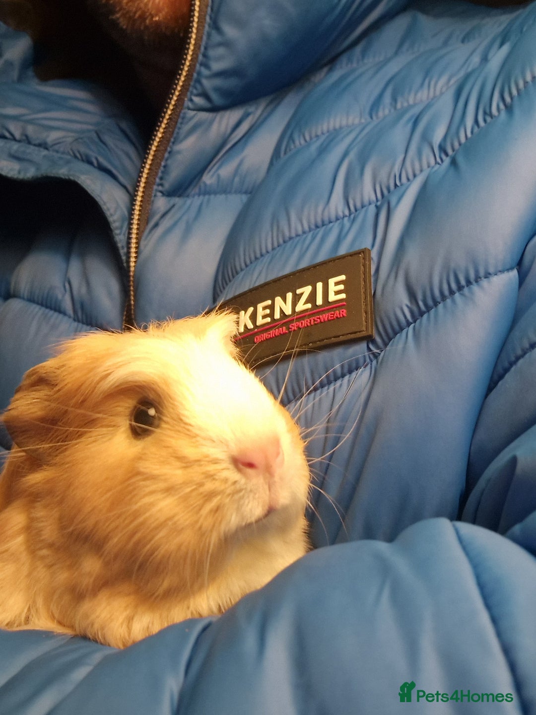 Guinea Pig rodents for sale: guinea pigs available  - Advert 1