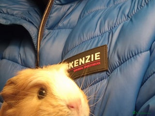 Guinea Pig rodents guinea pigs available - Advert 23