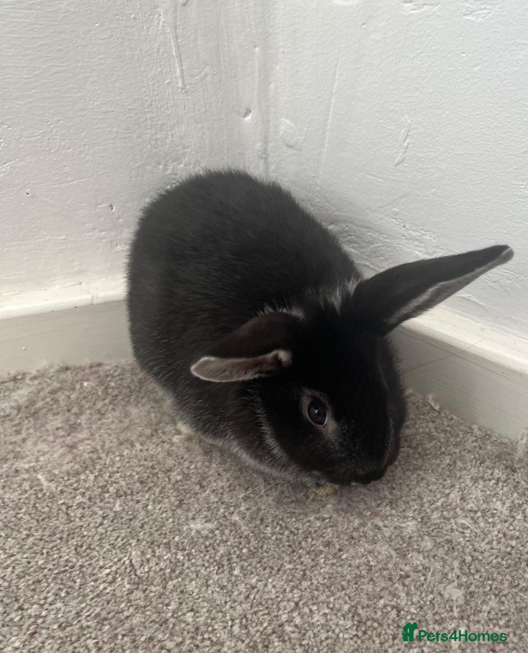 Mini Lop rabbits for sale: Black baby bunny - Advert 2