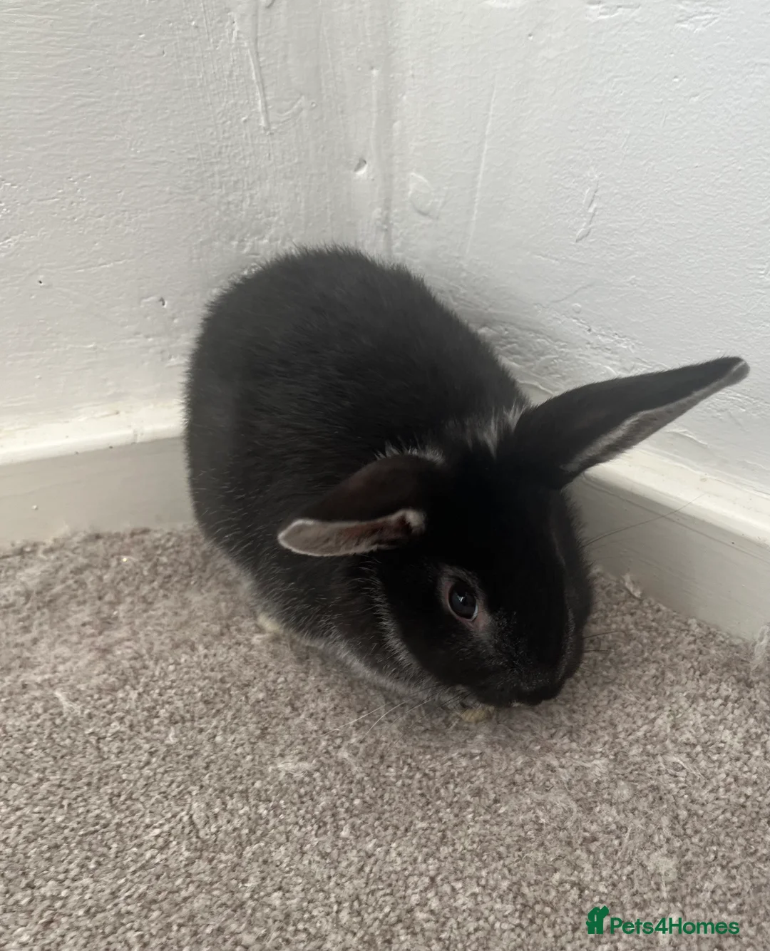 Mini Lop rabbits for sale: Black baby bunny - Advert 2