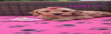 Cockapoo 4