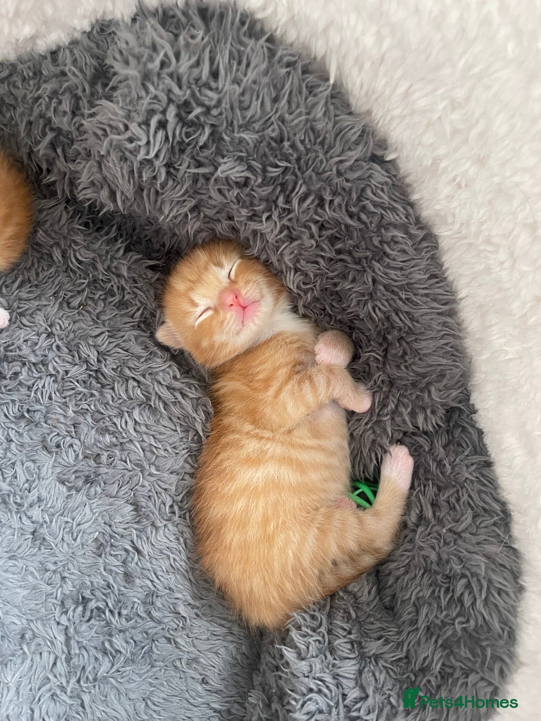 American Shorthair cats for sale: 4 male kittens for sale! - Image 5
